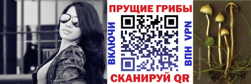 Псилоцибиновые грибы мицелий  где найти наркотики  Нижнекамск 